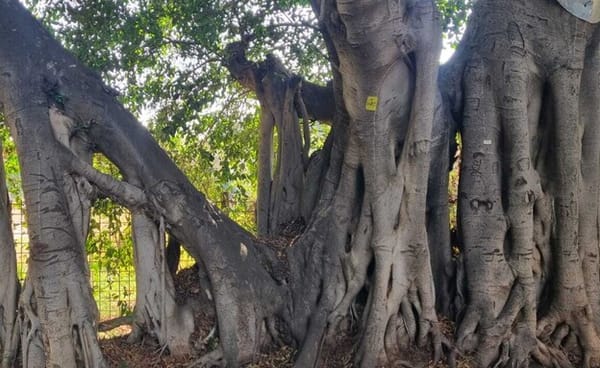 Les ficus du jardin botanique de l’Université de Tel Aviv : un laboratoire à ciel ouvert.