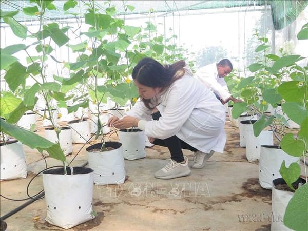 Le Vietnam et Israël promeuvent la coopération en matière de formation, de science et de technologie.