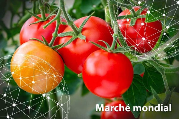 L’Algérie va vendre des tonnes de (magnifiques!) tomates en Europe. Et en Israël?